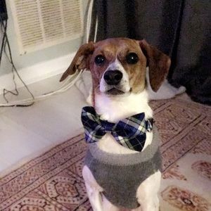 Meet your Posher, Ellen